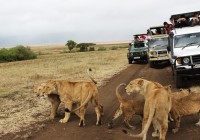 Big smiles on finding a pride of lions in the Serengeti on an African Safari