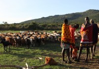 A Masai family tend to their cattle in East Africa