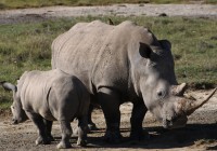 A white rhino and baby on safari in Africa.