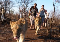 A couple walk with lions whilst on safari in Africa