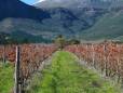 Vineyard