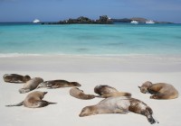 Seals bask in the sun by the beach in the Galapagos Islands with Galapagos Cruise Boats behind.