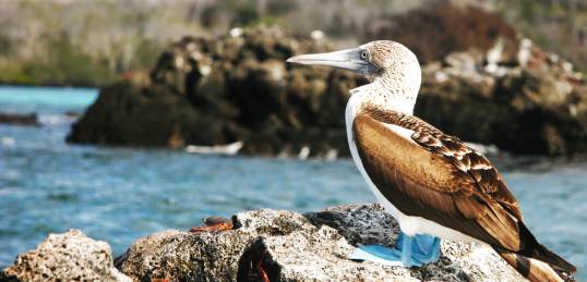 The iconic Blue Footed Booby in the Galapagos Islands - an amazing part of an Ecuador Tour.