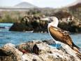 The iconic Blue Footed Booby in the Galapagos Islands - an amazing part of an Ecuador Tour.