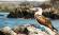 The iconic Blue Footed Booby in the Galapagos Islands - an amazing part of an Ecuador Tour.