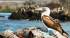 The iconic Blue Footed Booby in the Galapagos Islands - an amazing part of an Ecuador Tour.