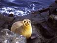 A seal sitting by the sea on a Galapagos island