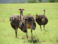 Ostriches in Oudtshoorn, South Africa