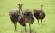 Ostriches in Oudtshoorn, South Africa