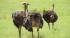 Ostriches in Oudtshoorn, South Africa