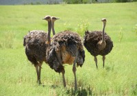 Ostriches in Oudtshoorn, South Africa