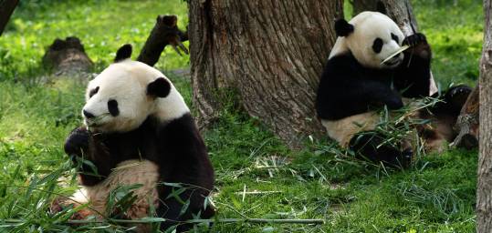 Two Giant Pandas eating bamboo