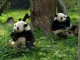 Two Giant Pandas eating bamboo