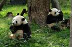 Two Giant Pandas eating bamboo