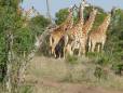 Masai Mara giraffe