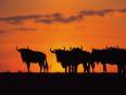 The silhouette of a herd of wildebeest at sunset