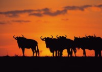 Wildebeest at sunset