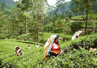 Tea pickers in Nuwara Eliya - a great place ot visit on our Sri Lanka tours.