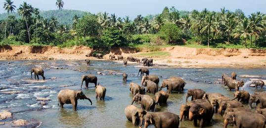 Elephant bathing time at the Pinnawala Elephant Orphanage - a highlight of our Sri Lanka tours.