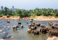 Elephant bathing time at the Pinnawala Elephant Orphanage - a highlight of our Sri Lanka tours.