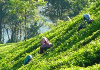 The tea plantations of Kerala