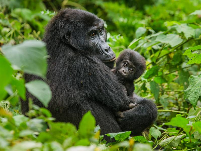 Mountain Gorilla Trekking Tours 2023/2024 On The Go Tours UK
