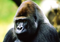 Meet the rare Mountain Gorilla on a trek of a lifetime in Uganda or Rwanda