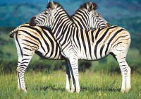 Zebras - one of Africa's most distinctive creatures - often seen on many of our African Safaris