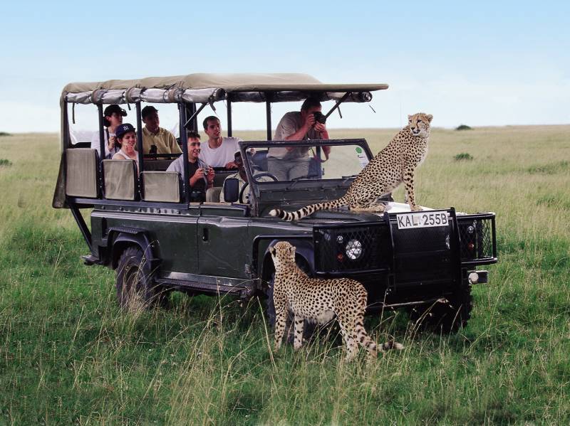 Curious cheetahs on safari! Days 16 - 19: Optional Serengeti & Ngorongoro