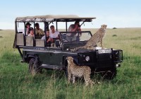 Curious cheetahs on safari!