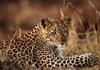 The illusive leopard, one of the Big 5. Spotting these is a major highlight to any African Safari