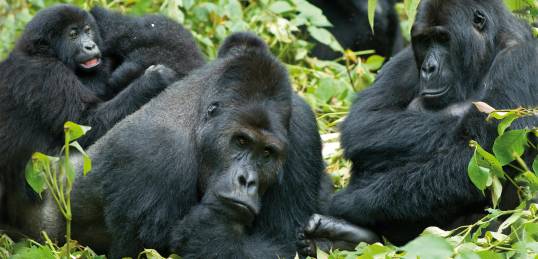 Mountain gorilla