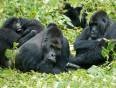 Mountain gorilla
