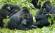 Mountain gorilla