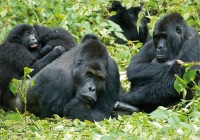 Mountain gorilla