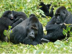 Gorilla Trek and Tanzania - 25 days
