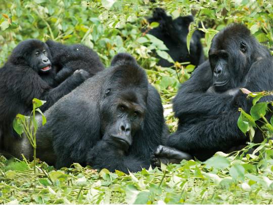 Gorilla Trek and Tanzania - 25 Days