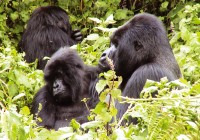 A family of Gorillas spotted on one of our Gorilla Safaris