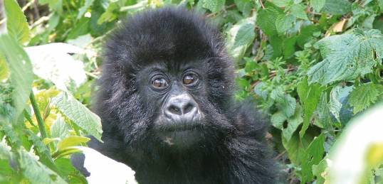 Close up of baby gorilla in Uganda