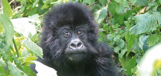 Close up of baby gorilla in Uganda