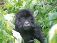 Close up of baby gorilla in Uganda