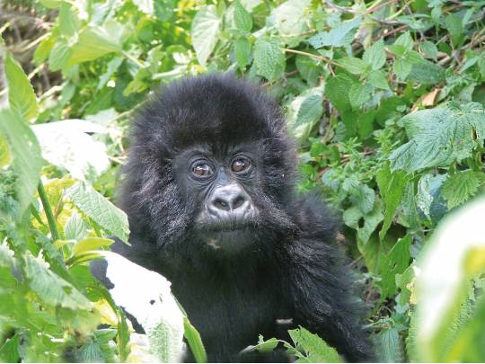 Gorillas in the Mist - 6 Days