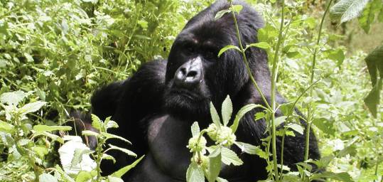 A gorilla in Bwindi National Park in Uganda