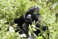 A gorilla in Bwindi National Park in Uganda