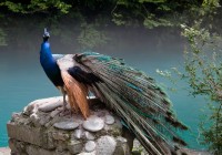 India is home to many exotic species of birds