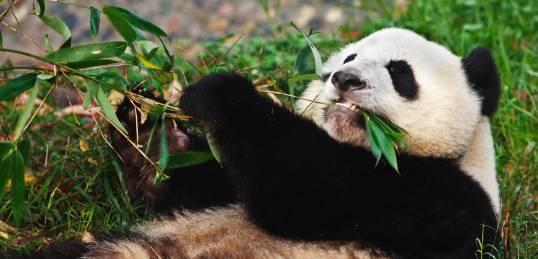A Giant Panda lying on his back eating bamboo