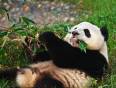 A Giant Panda lying on his back eating bamboo