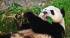 A Giant Panda lying on his back eating bamboo
