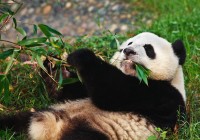 A Giant Panda lying on his back eating bamboo
