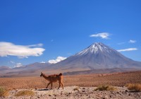 A llama in the Atacama Desert - one of South America's biggest and most beautiful deserts 